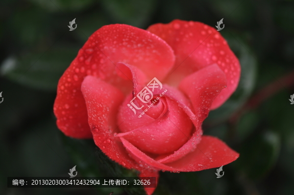 月季花