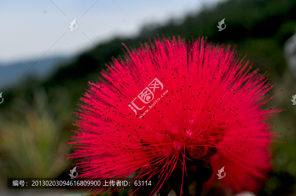 鳳尾花