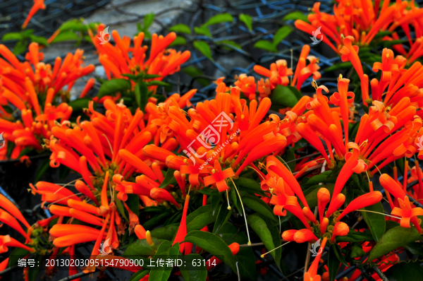 鞭炮花
