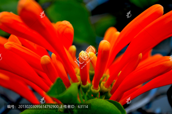 鞭炮花