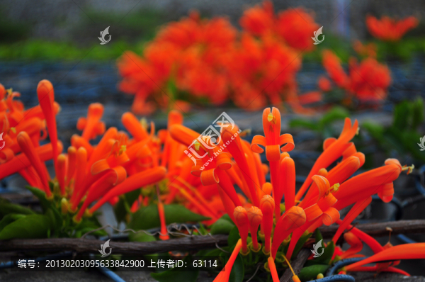 鞭炮花