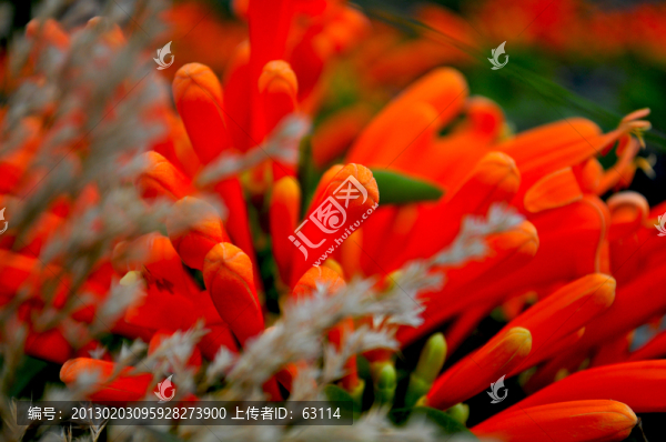 鞭炮花