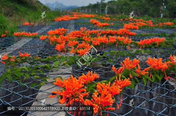 鞭炮花