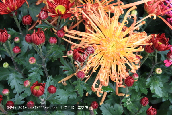菊花