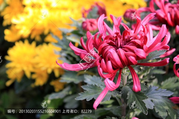 菊花