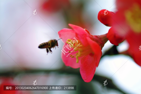 花卉,蜜蜂