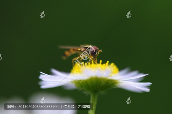 花,昆蟲