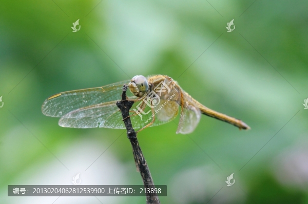 蜻蜓