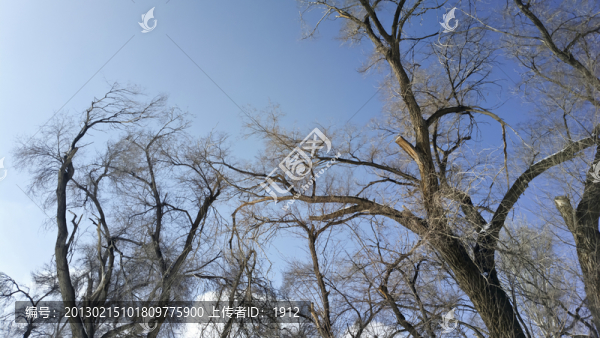 樹林