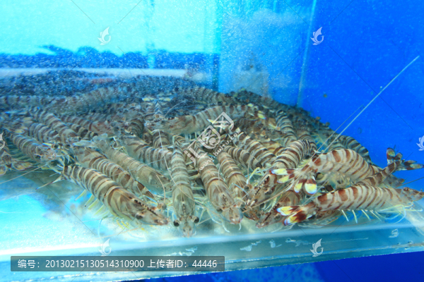 基圍蝦,蝦