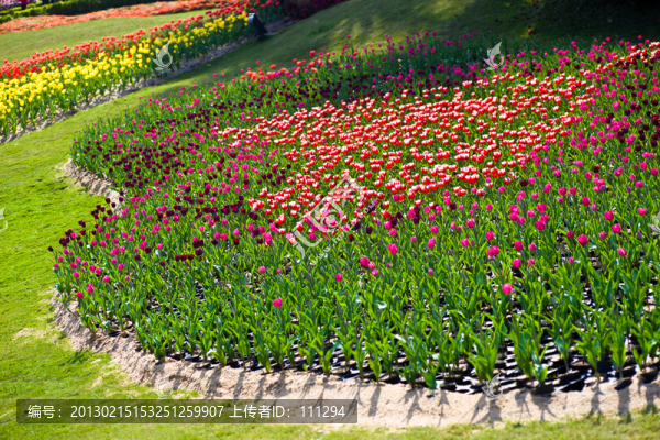 郁金香花圃