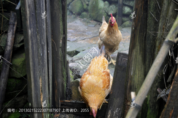 家雞