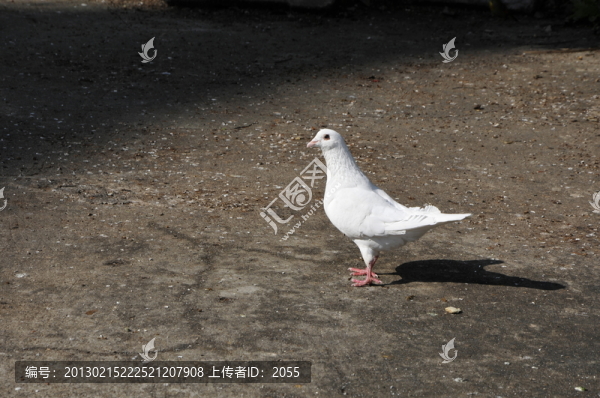 鴿子