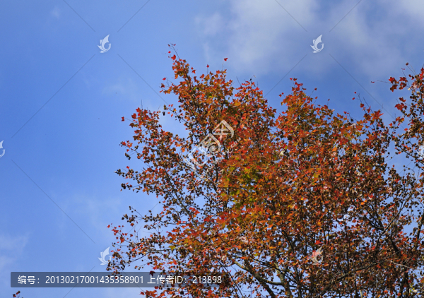 紅葉