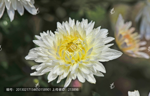 菊花