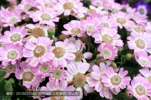 小菊花