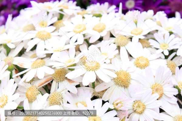 小菊花