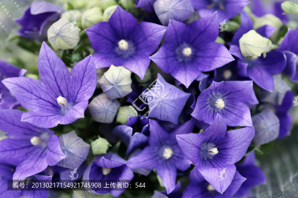 紫色五角花