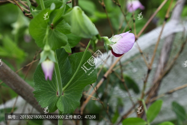 荷蘭豆花