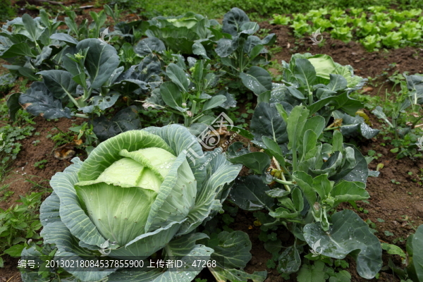 菜園