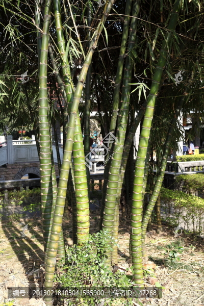 佛肚竹