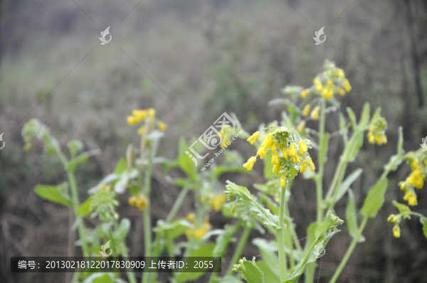 青菜花