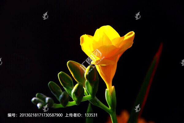 香雪蘭