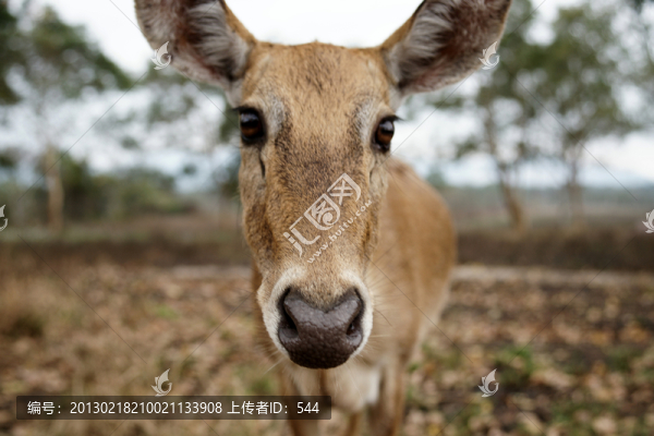 坡鹿