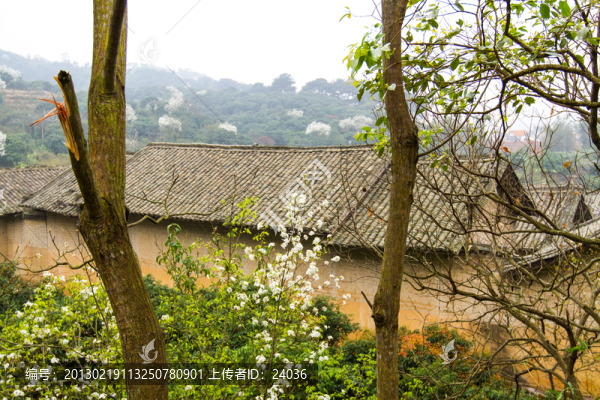 梨花和民居