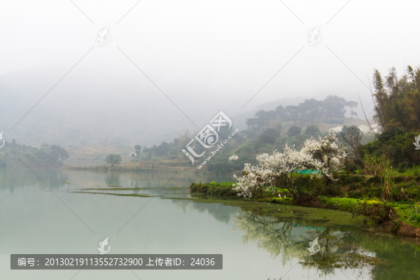 欽州板城鎮(zhèn),梨花