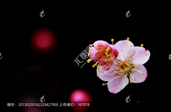 紅梅