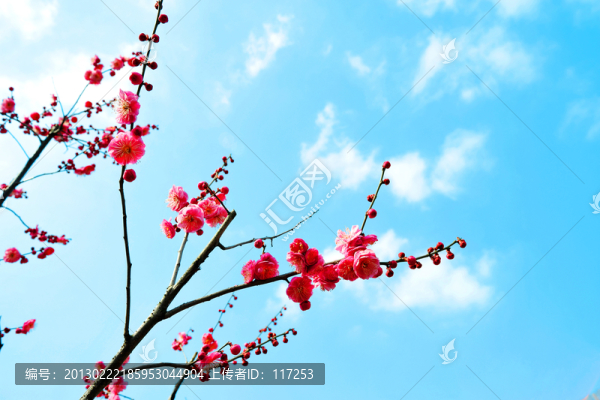 梅花