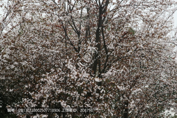 春色滿枝