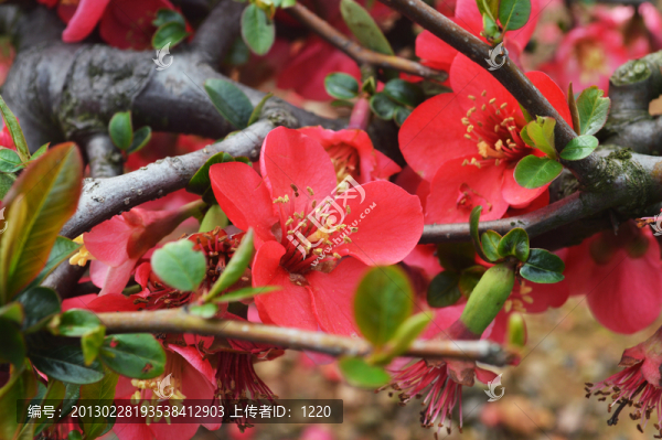 春天