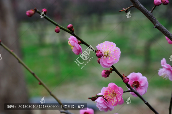 梅花