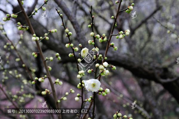 梅花