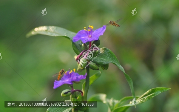 紫蘭花