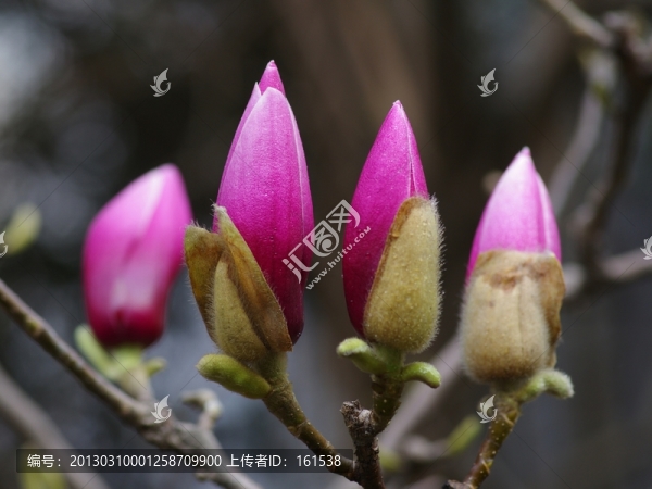 玉蘭花