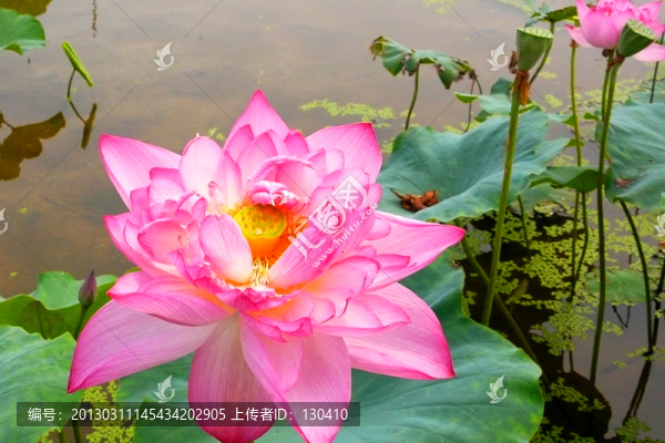 荷花