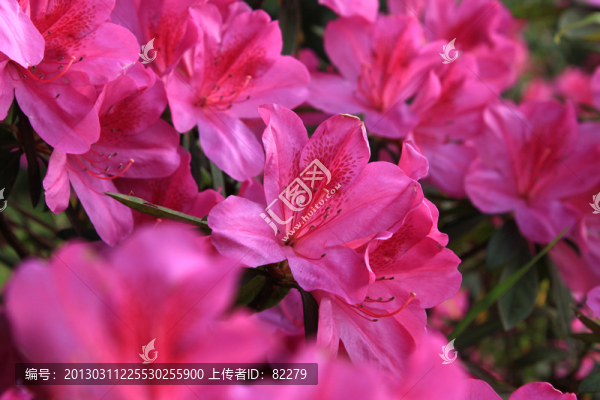 杜鵑花