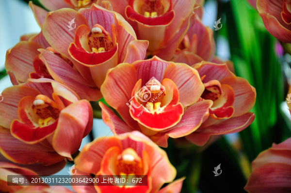 洋蘭花