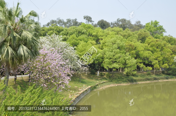 華南植物園,,,紫荊花