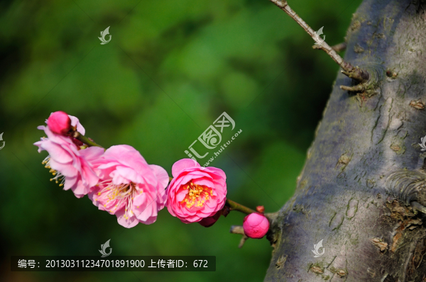 紅梅