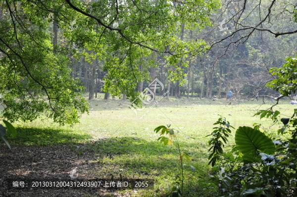 公園里的草坪