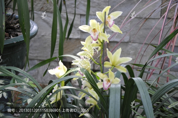 華南植物園,蘭花