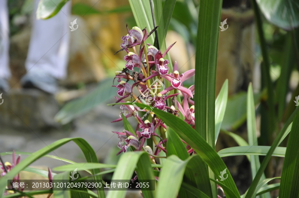 華南植物園,蘭花