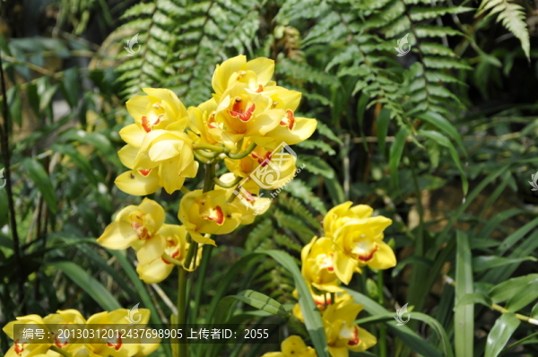 華南植物園,蘭花