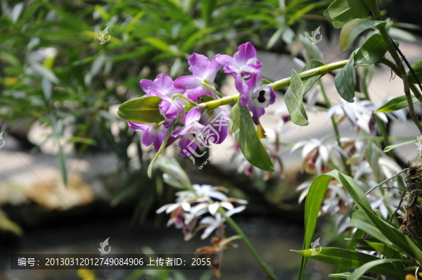 華南植物園,蘭花
