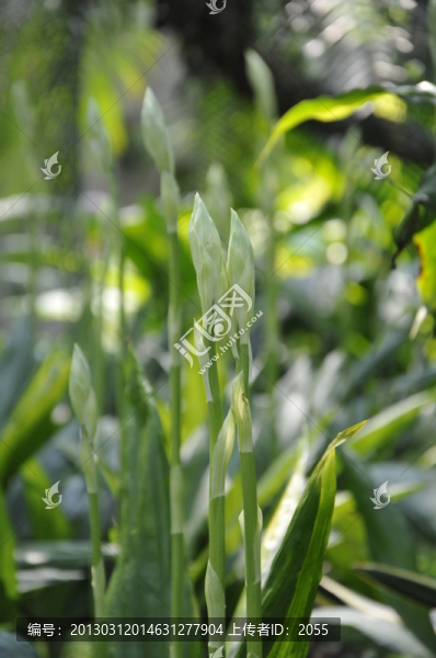 華南植物園,蘭花