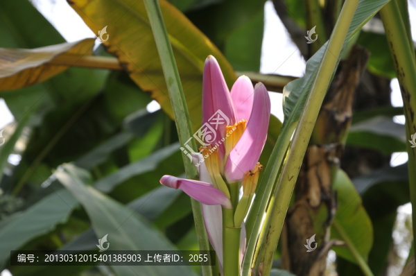 華南植物園,紅花蕉